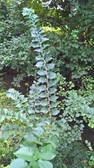 Ulmus glabra