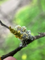 Teloschistes chrysophthalmus