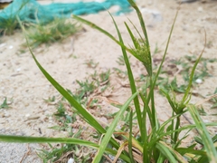 Cyperus iria