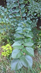 Ulmus glabra
