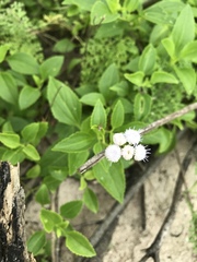Ageratum maritimum