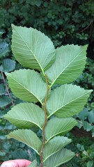 Ulmus glabra