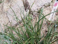 Cyperus compressus
