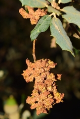 Eriophyes licopolii