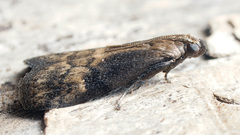 Euzophera fuliginosella