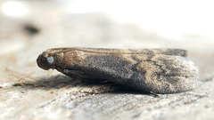 Euzophera fuliginosella