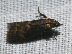 Euzophera fuliginosella