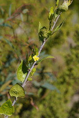 Goodenia ovata