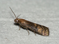 Euzophera fuliginosella