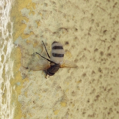 Entomophthora muscae