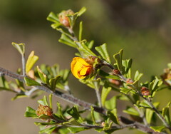 Pultenaea scabra