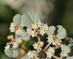 Spyridium parvifolium