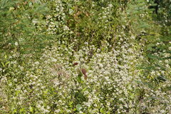 Spyridium parvifolium