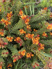 Pultenaea tuberculata