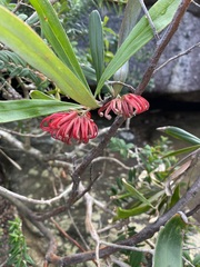 Grevillea oleoides