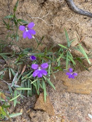 Scaevola ramosissima
