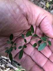 Jasminum didymum racemosum