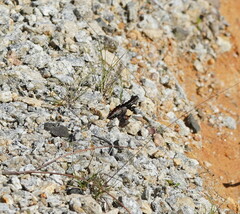 Vanessa itea