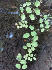 Salvinia molesta