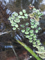 Salvinia molesta