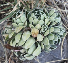 Saxifraga paniculata