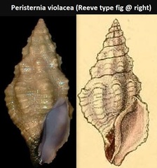 Peristernia violacea