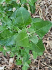 Atriplex nummularia