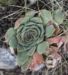 Sempervivum heuffelii