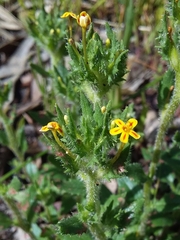 Zaluzianskya divaricata
