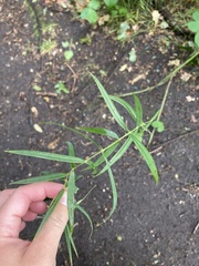 Veronica scutellata