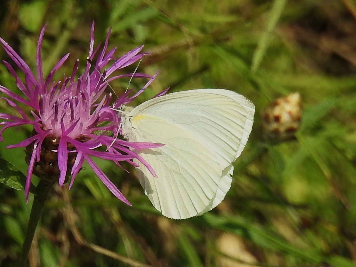 White Butterfly Identification - Pieris oleracea 