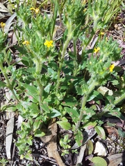 Zaluzianskya divaricata