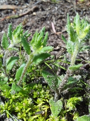 Zaluzianskya divaricata