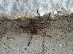 Eusparassus walckenaeri