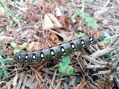 Hyles euphorbiae