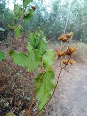 Cistus populifolius