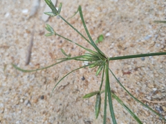 Cyperus compressus