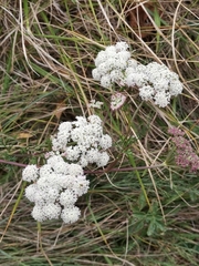 Cnidium silaifolium