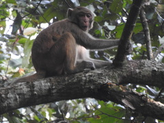 Macaca mulatta