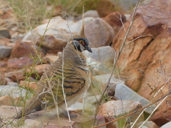 Geophaps plumifera leucogaster