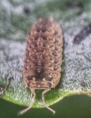 Armadillidae