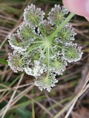 Cnidium silaifolium