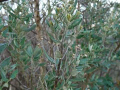 Olearia