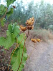 Cistus populifolius
