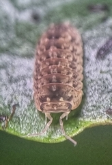 Armadillidae
