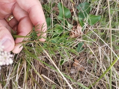 Cnidium silaifolium