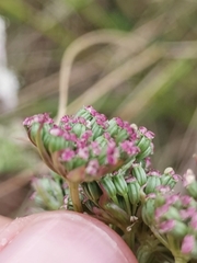 Cnidium silaifolium