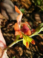 Gladiolus alatus