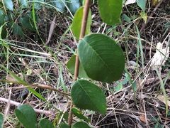 Bridelia leichhardtii