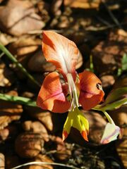 Gladiolus alatus